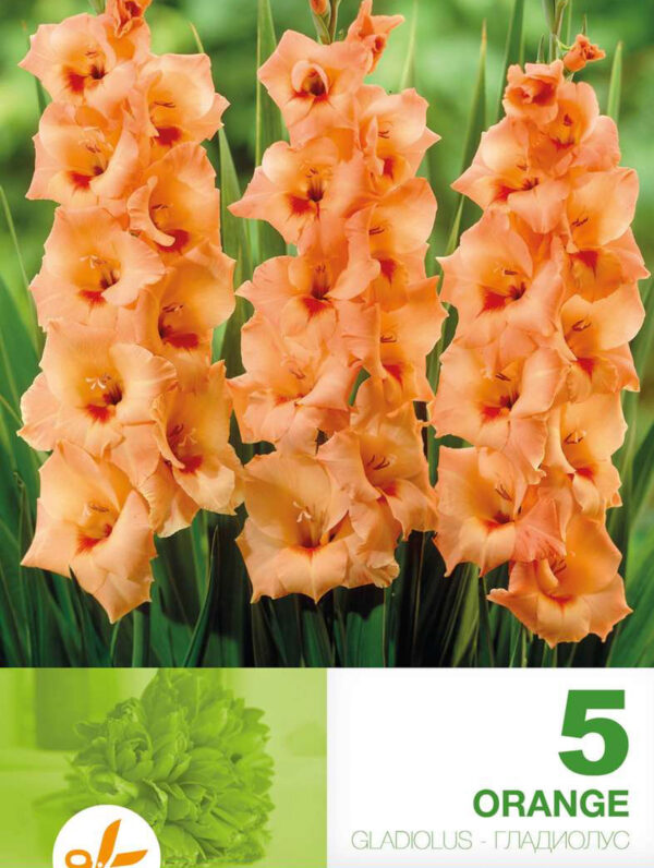 Gladiolus Orange