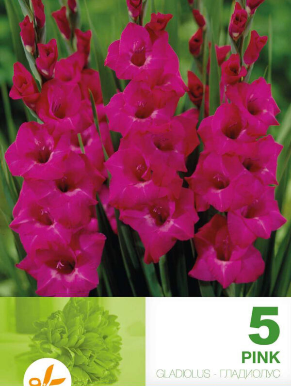 Gladiolus Pink