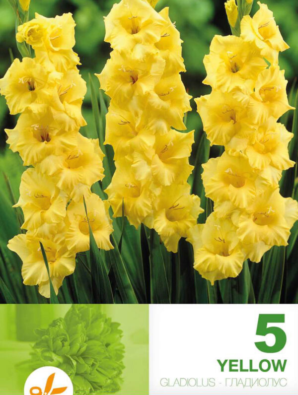 Gladiolus Yellow