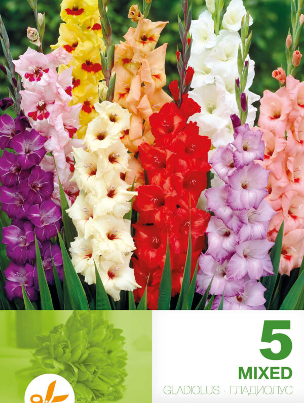 Gladiolus Mixed Economy