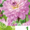 Dahlia Decorative Pink
