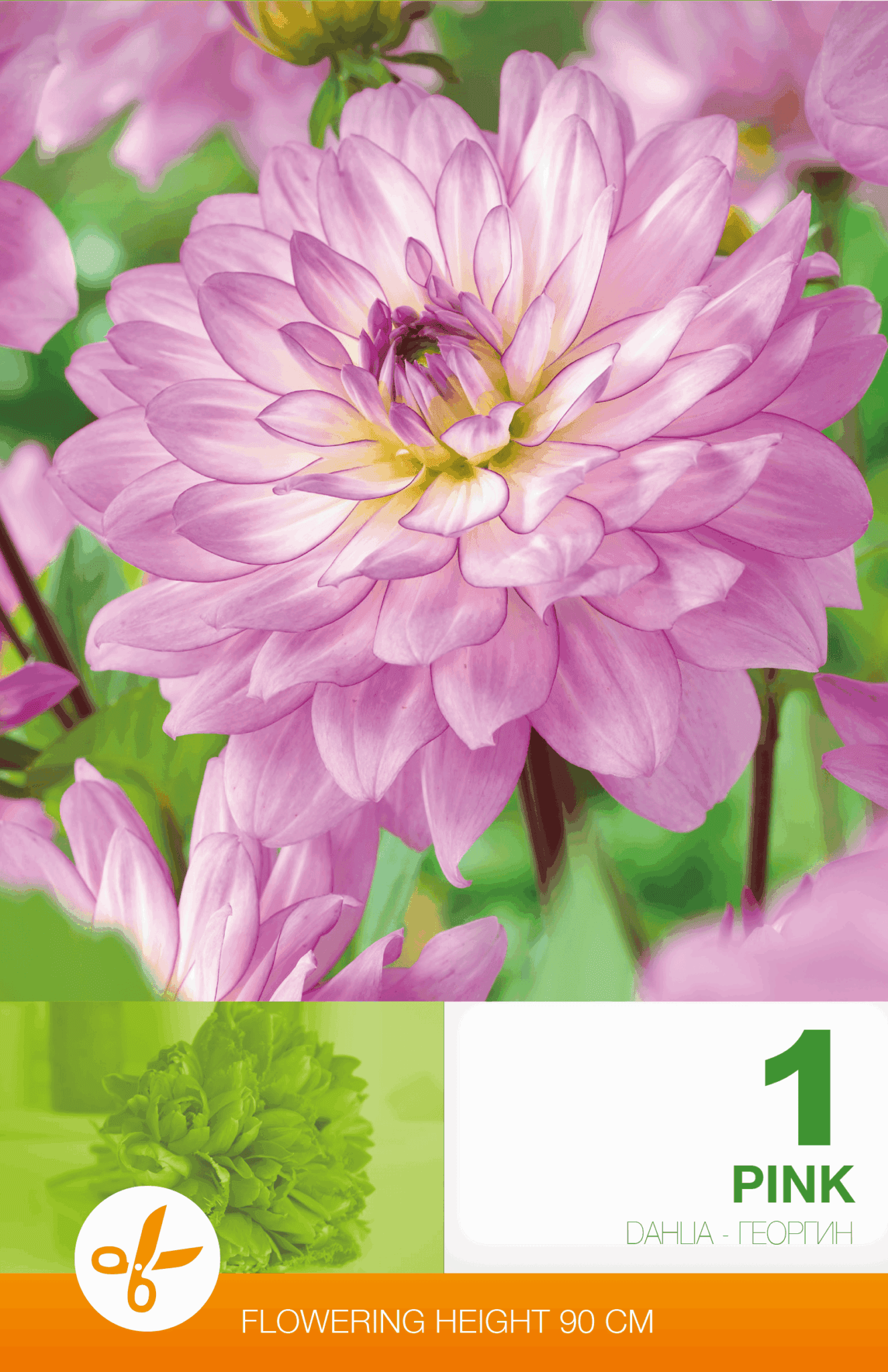 Dahlia Decorative Pink