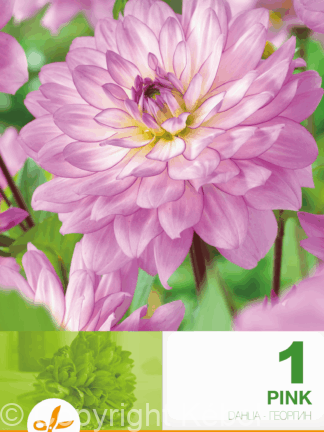 Dahlia Decorative Pink