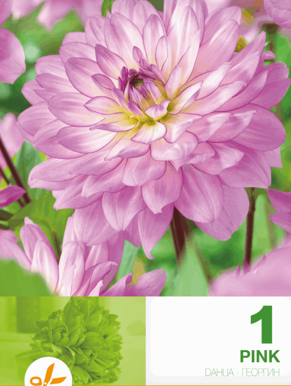 Dahlia Decorative Pink