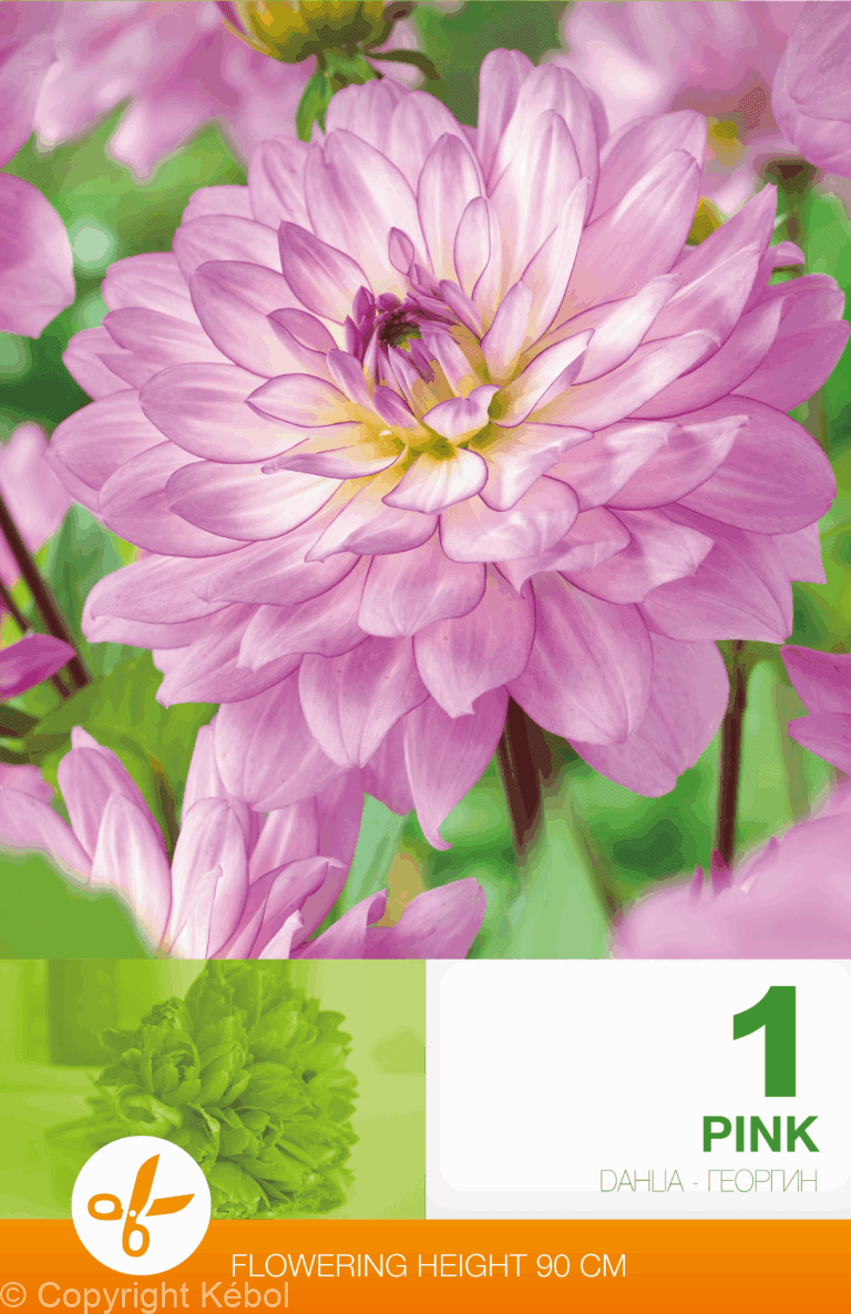 Dahlia Decorative Pink