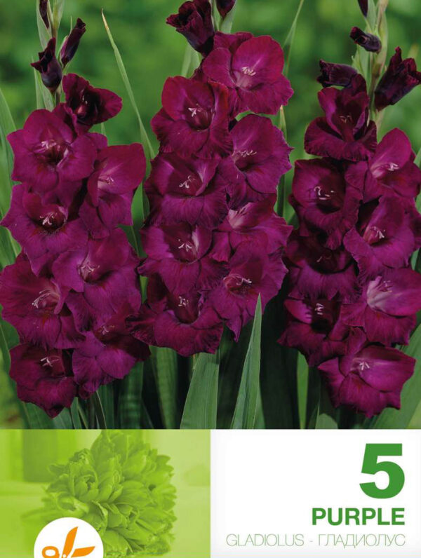 Gladiolus Purple