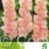 Gladiolus Rose