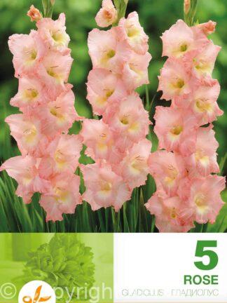 Gladiolus Rose