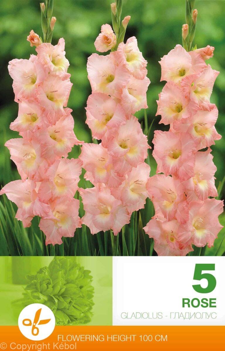 Gladiolus Rose