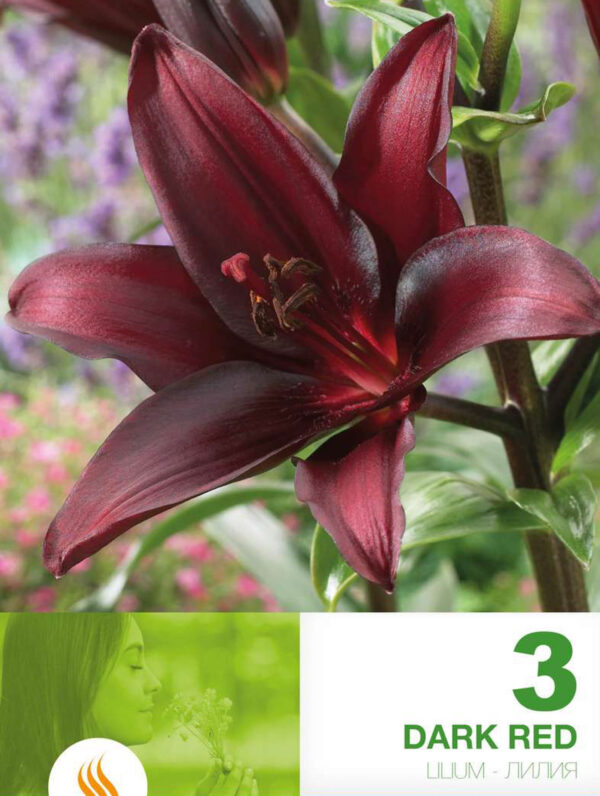Lilium AS Dark Red