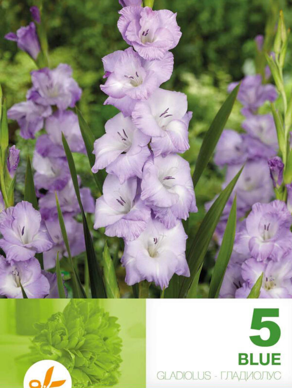 Gladiolus Blue