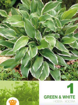 Hosta Green & White