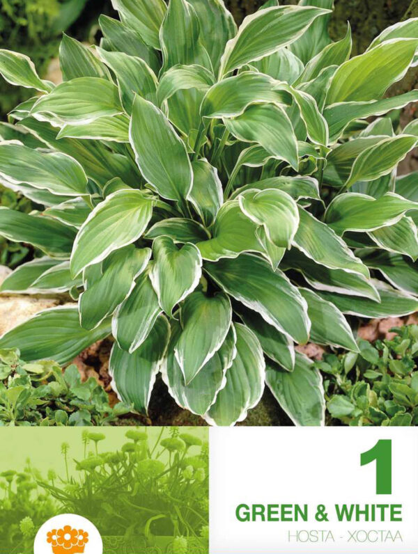 Hosta Green & White