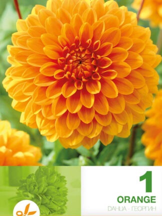 Dahlia Decorative Orange