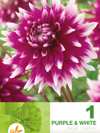 Dahlia Decorative Purple & White