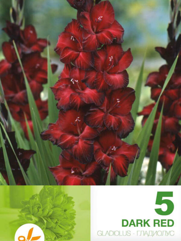 Gladiolus Dark Red