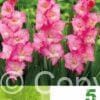 Gladiolus Sweet Pink