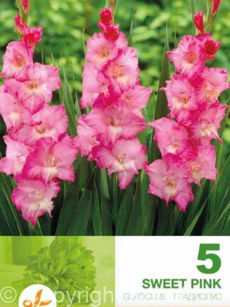 Gladiolus Sweet Pink