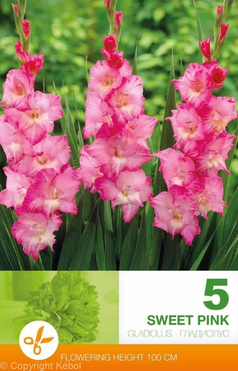 Gladiolus Sweet Pink