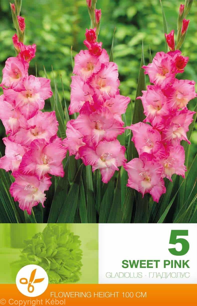 Gladiolus Sweet Pink