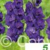 Gladiolus Velvet