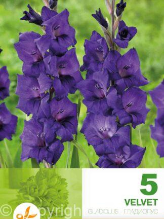 Gladiolus Velvet
