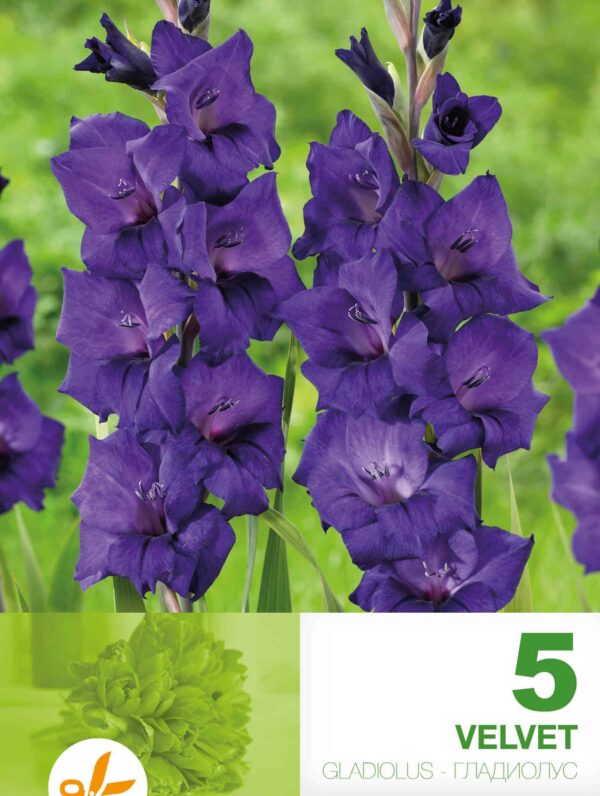 Gladiolus Velvet
