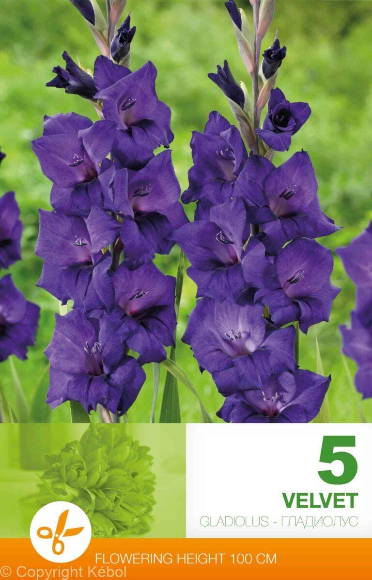 Gladiolus Velvet