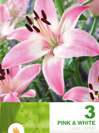 Lilium AS Pink & White