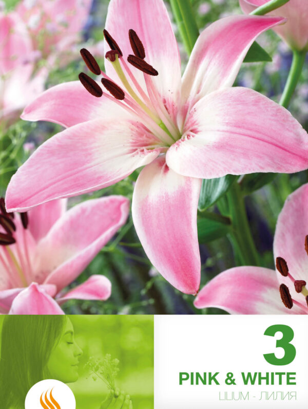 Lilium AS Pink & White