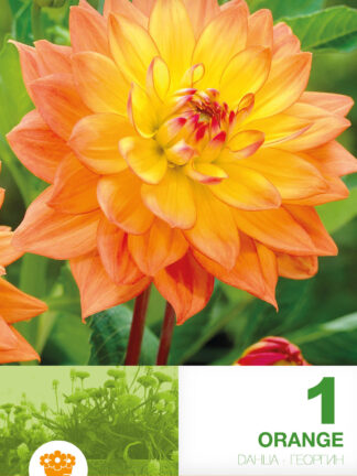 Dahlia Border Orange