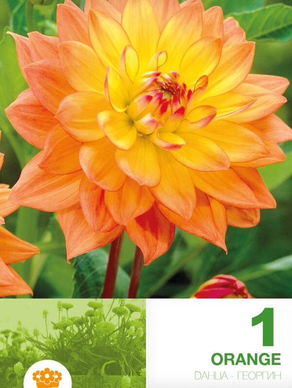 Dahlia Border Orange