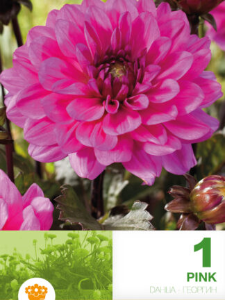 Dahlia Border Pink
