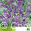 Triteleia Queen Fabiola