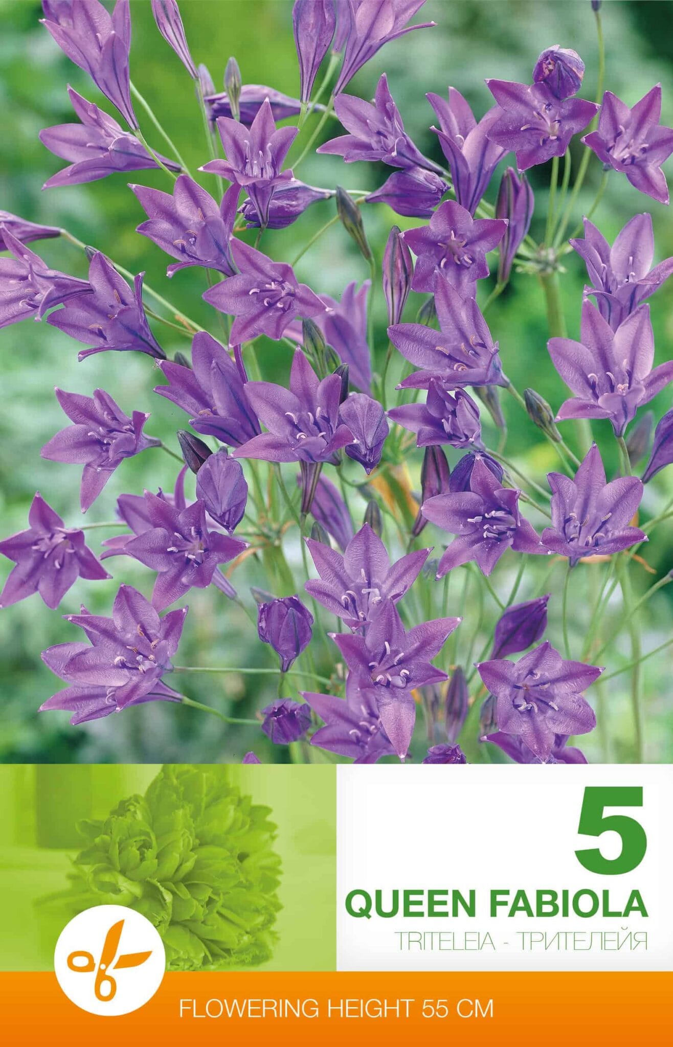 Triteleia Queen Fabiola