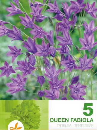 Triteleia Queen Fabiola
