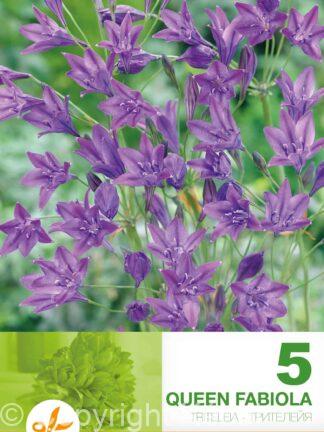 Triteleia Queen Fabiola