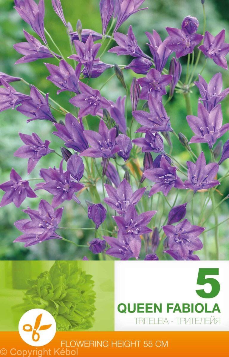 Triteleia Queen Fabiola