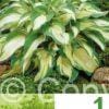 Hosta Green & Yellow