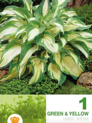 Hosta Green & Yellow