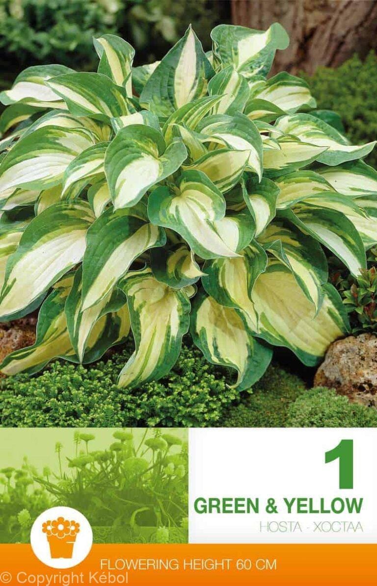 Hosta Green & Yellow