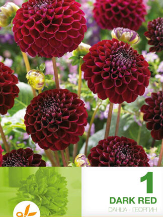 Dahlia Pompon Dark Red
