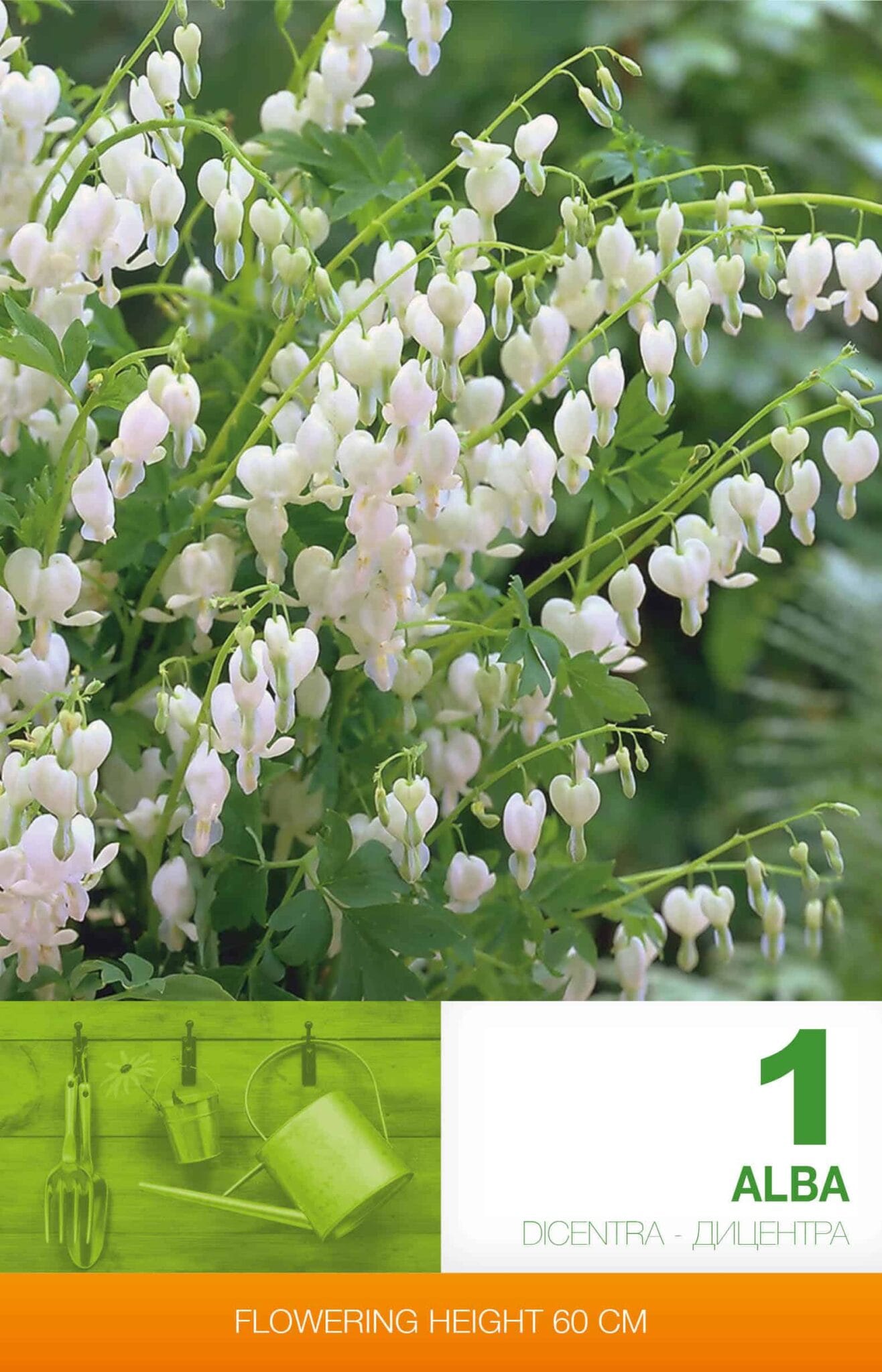 Dicentra Spect. Alba