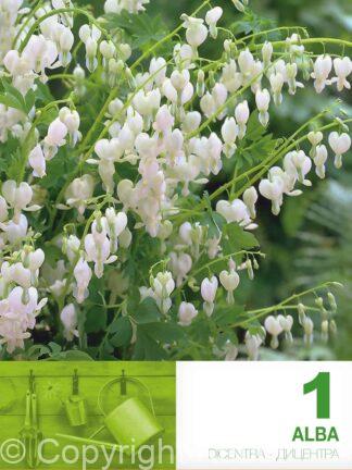 Dicentra Spect. Alba