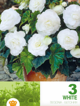 Begonia Double White Economy