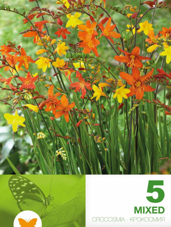 Crocosmia Mixed