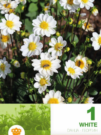 Dahlia Border Topmix White