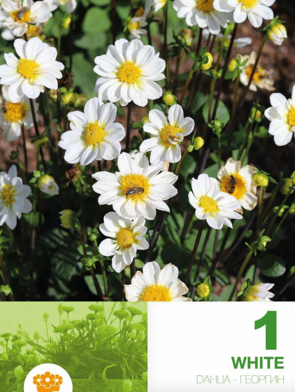 Dahlia Border Topmix White