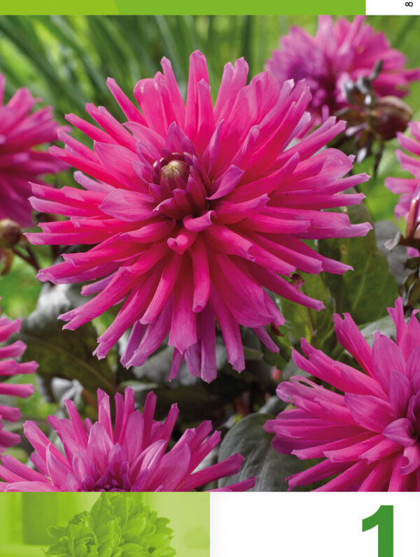 Dahlia Cactus Purple
