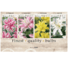 Lilium double 106600